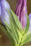 Catesby's gentian